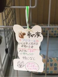 フレンチブルドック