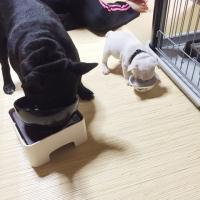 フレンチブルドック