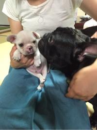 フレンチブルドック