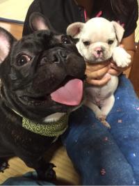 フレンチブルドック