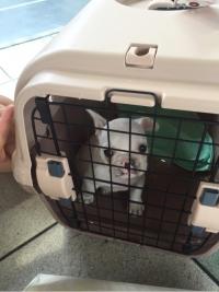 フレンチブルドック