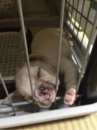 フレンチブルドック