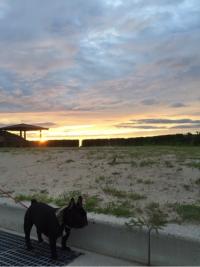 フレンチブルドック