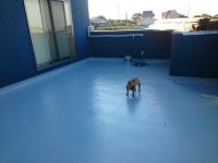 フレンチブルドック