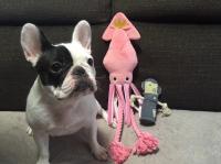 フレンチブルドック