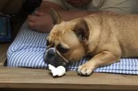 フレンチブルドック