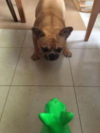 フレンチブルドック