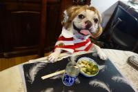 フレンチブルドック