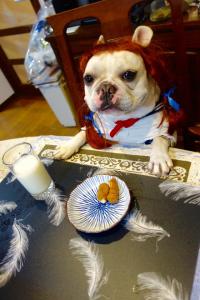 フレンチブルドック