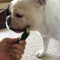 フレンチブルドック