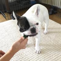 フレンチブルドック