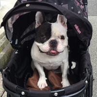 フレンチブルドック