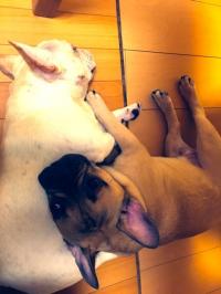 フレンチブルドック