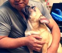 フレンチブルドック