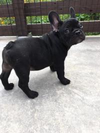 フレンチブルドック