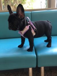 フレンチブルドック