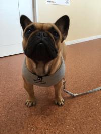 フレンチブルドック