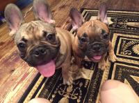 フレンチブルドック