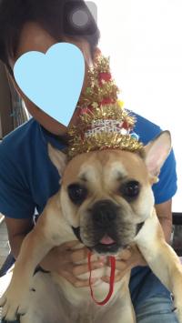 フレンチブルドック