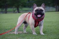 フレンチブルドック