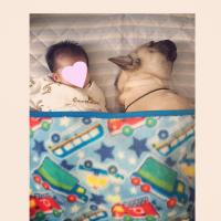 フレンチブルドック