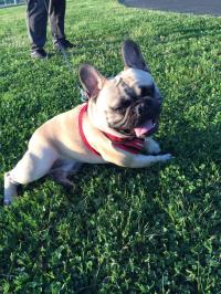 フレンチブルドック