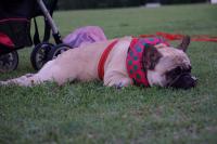 フレンチブルドック