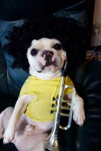 フレンチブルドック