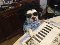 フレンチブルドック