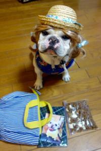 フレンチブルドック