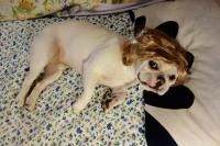 フレンチブルドック