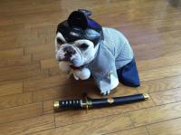 フレンチブルドック