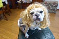 フレンチブルドック