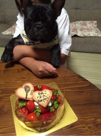 フレンチブルドック