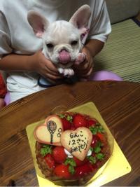 フレンチブルドック