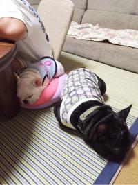 フレンチブルドック