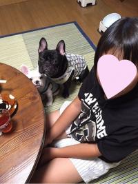 フレンチブルドック