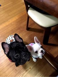 フレンチブルドック