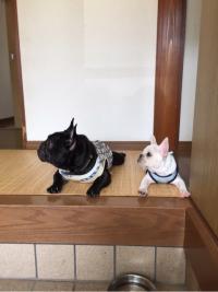 フレンチブルドック