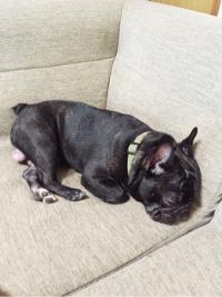 フレンチブルドック