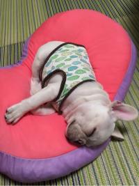 フレンチブルドック