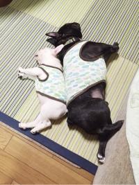 フレンチブルドック