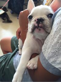 フレンチブルドック