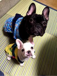 フレンチブルドック