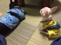 フレンチブルドック