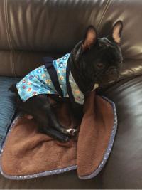 フレンチブルドック