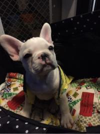 フレンチブルドック