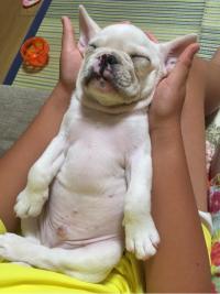 フレンチブルドック