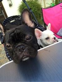 フレンチブルドック