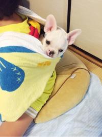 フレンチブルドック